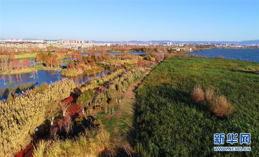 雲南昆明：滇池濕地冬日美