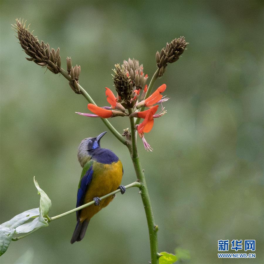 福建福州：紅花春鳥共新景