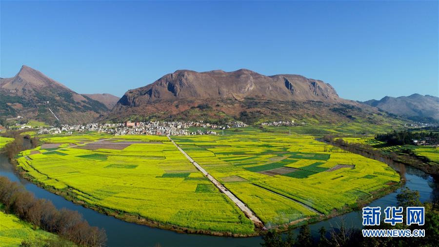 雲南羅平：油菜花開春意濃