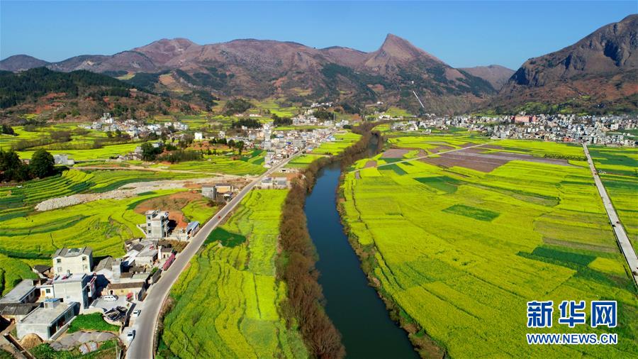 雲南羅平：油菜花開春意濃