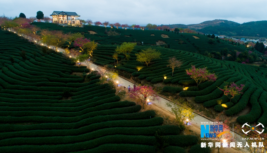 福建：臺品櫻花茶園夜景迷人