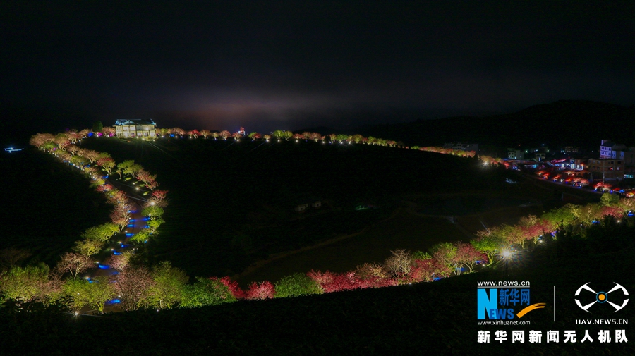 福建：臺品櫻花茶園夜景迷人