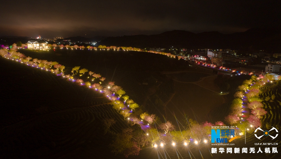 福建：臺品櫻花茶園夜景迷人