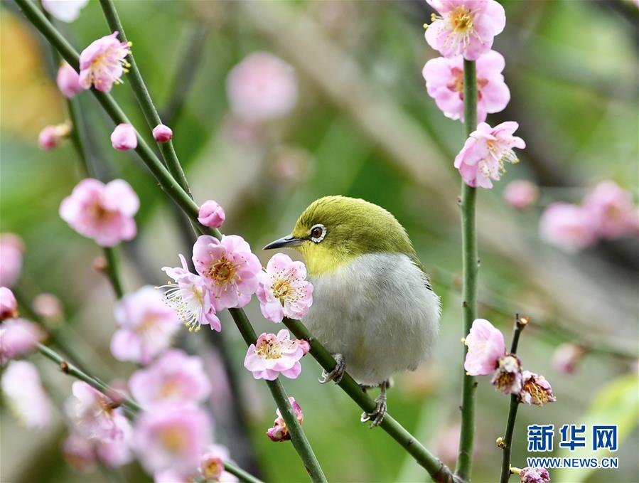 福建福州：繡眼鬧春