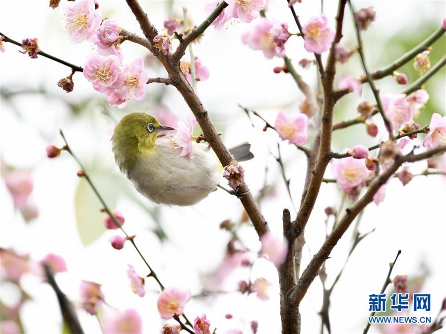 福建福州：繡眼鬧春