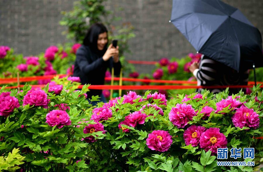 河北正定：雨潤牡丹迎客來