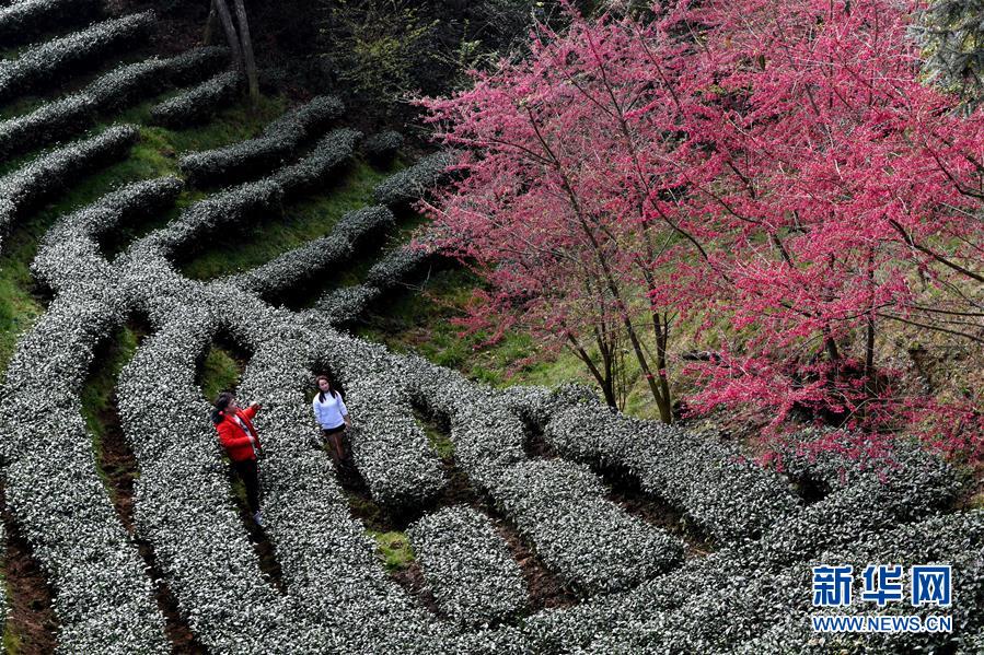 閩西連城：高山茶園冬賞櫻