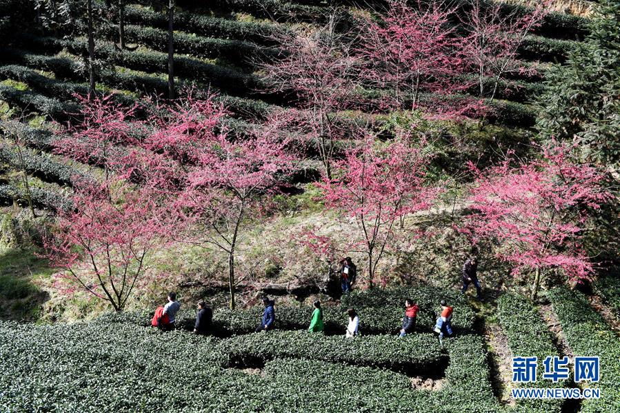 閩西連城：高山茶園冬賞櫻