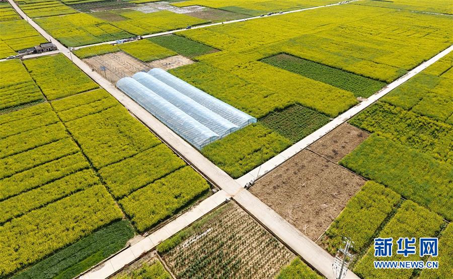 四川米易：油菜花開春意濃