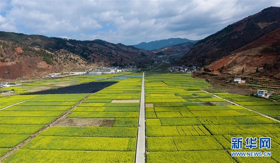 四川米易：油菜花開春意濃