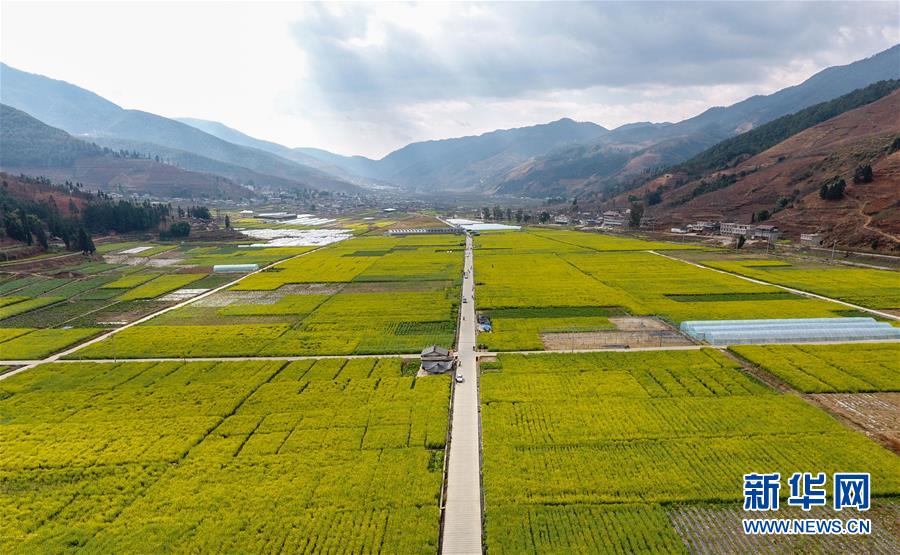 四川米易：油菜花開春意濃