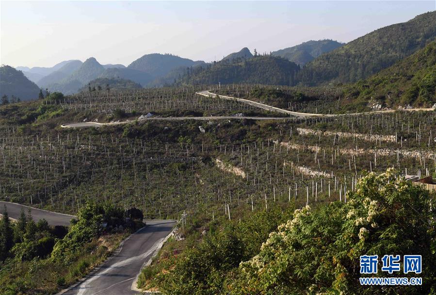 雲南西疇：石漠化山地披綠裝