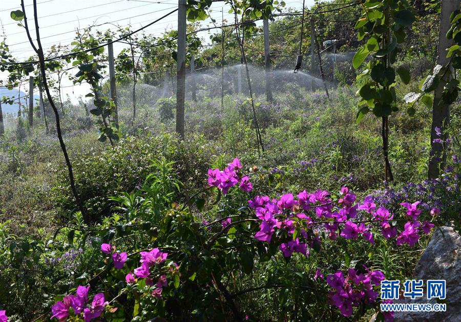 雲南西疇：石漠化山地披綠裝