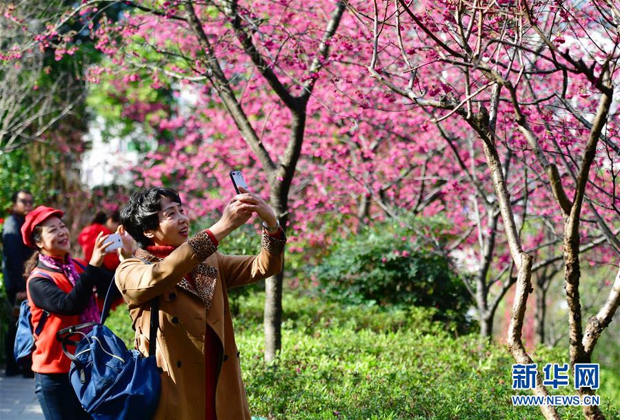 福建福州：花開春來早