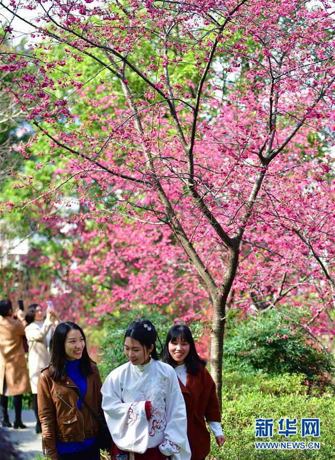 福建福州：花開春來早