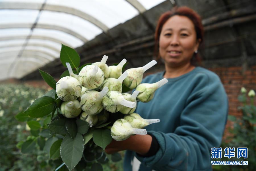 河北灤州：“鮮花經濟”富農家