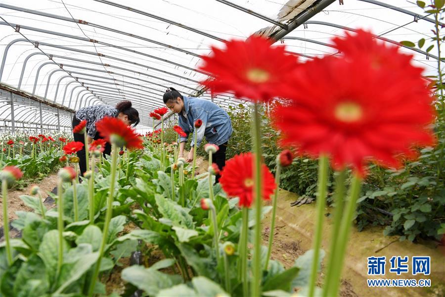 河北灤州：“鮮花經濟”富農家