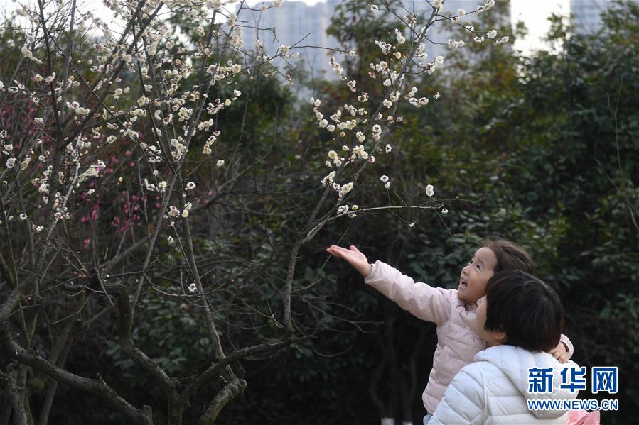 安徽合肥：梅花美如畫