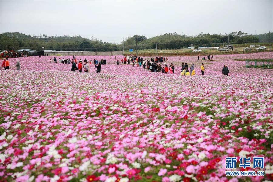 廣西欽州：格桑花開迎客來