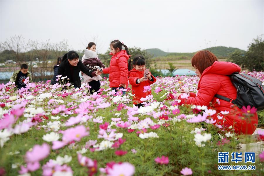 廣西欽州：格桑花開迎客來