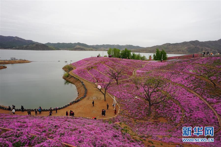 河北遷西：花海醉遊人