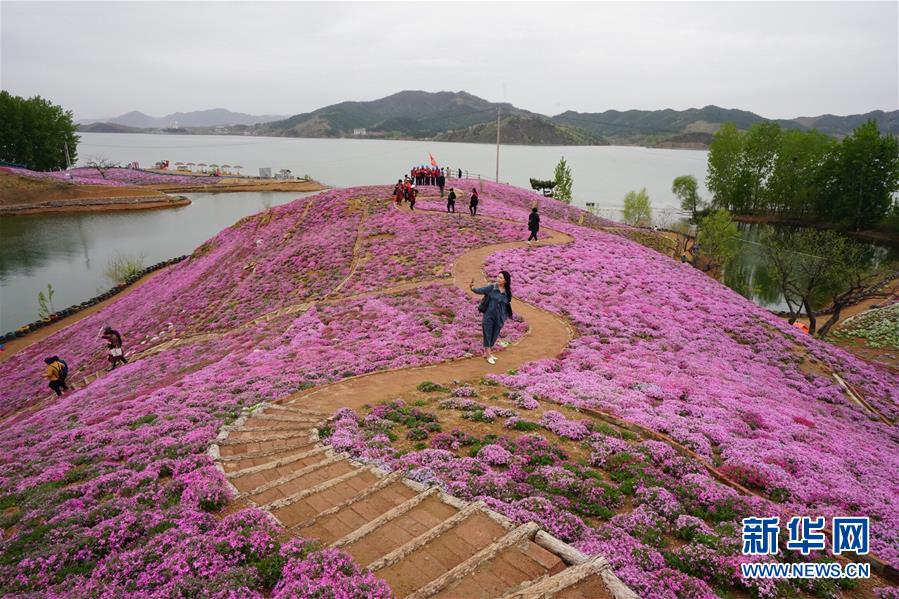 河北遷西：花海醉遊人