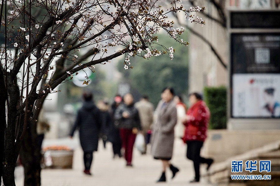 重慶：春色正濃 又到山城賞花時