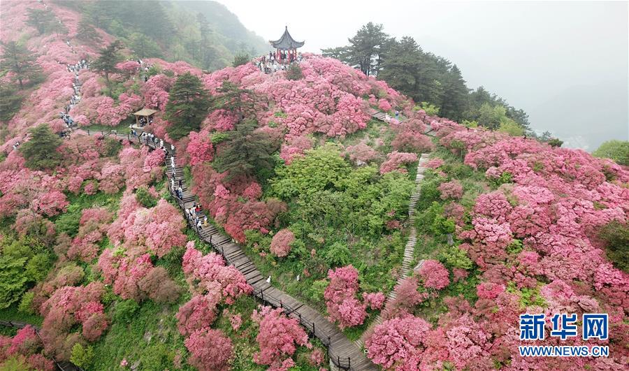 湖北麻城：杜鵑花海引客來