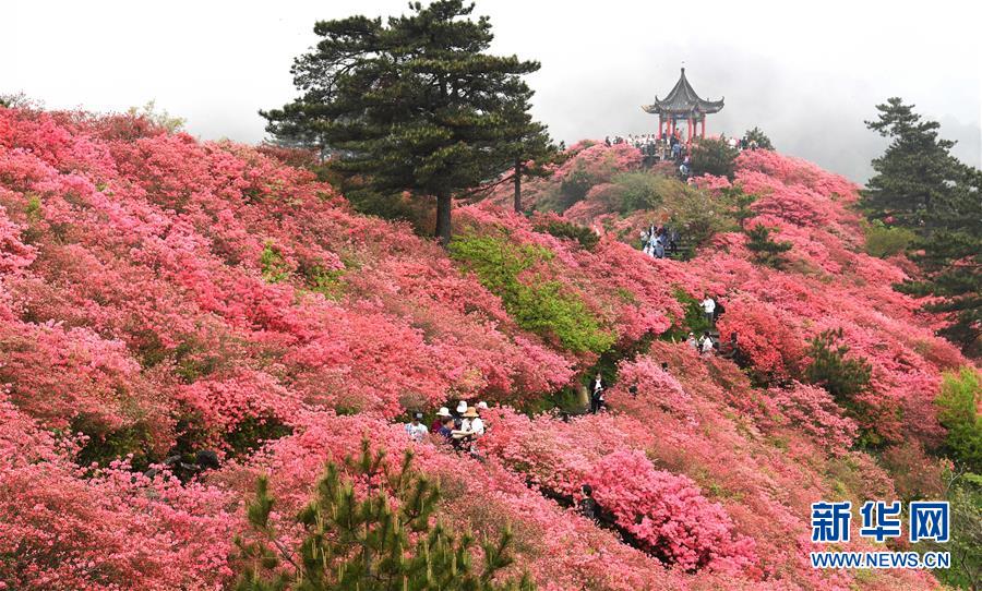 湖北麻城：杜鵑花海引客來