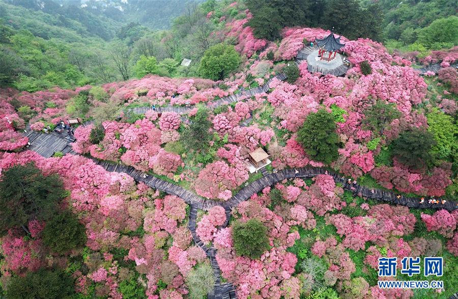 湖北麻城：杜鵑花海引客來