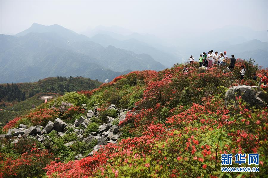 貴州丹寨：嶺上開遍映山紅