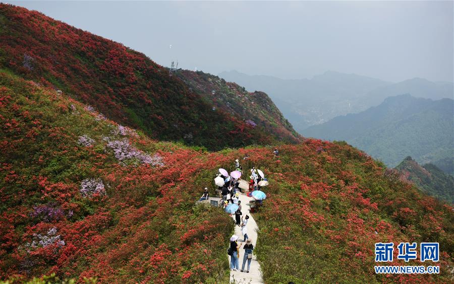 貴州丹寨：嶺上開遍映山紅