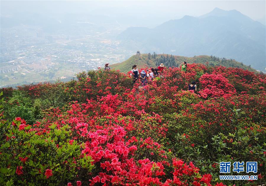 貴州丹寨：嶺上開遍映山紅