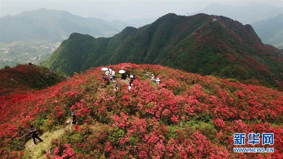 貴州丹寨：嶺上開遍映山紅