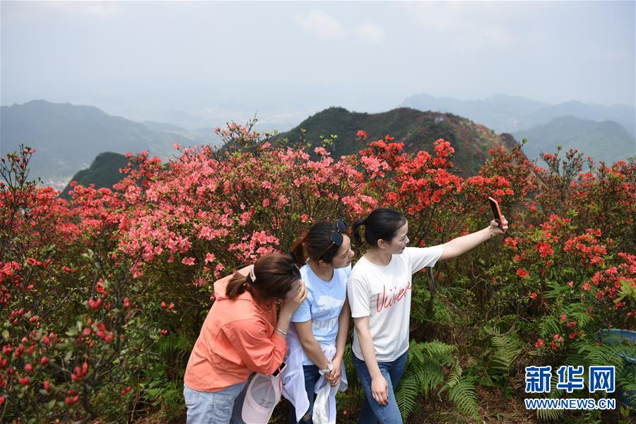 貴州丹寨：嶺上開遍映山紅