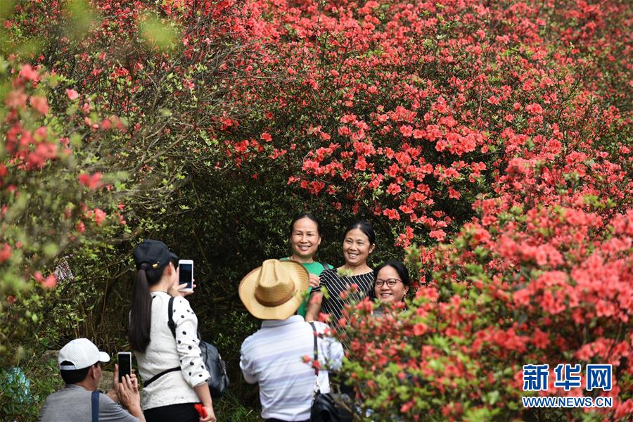 貴州丹寨：嶺上開遍映山紅