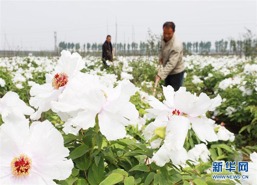 河北內丘：牡丹種植助增收