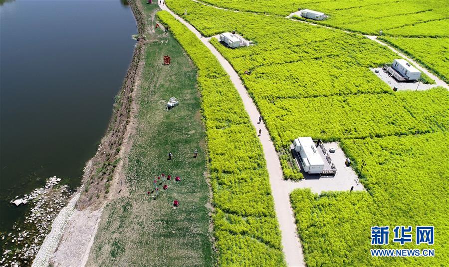 天津：郊野公園變“城市氧吧”