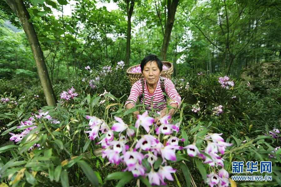 貴州赤水：石斛花開出“美麗經濟”