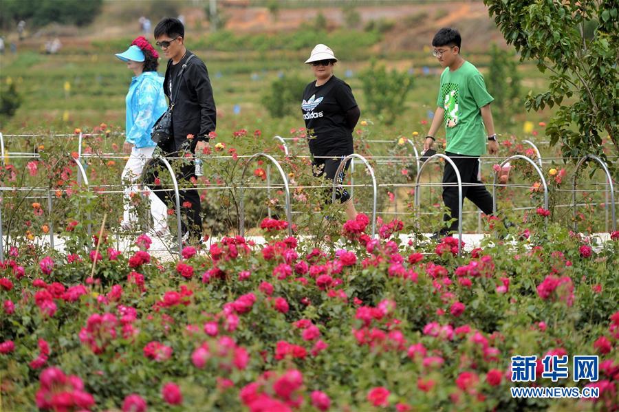 雲南安寧：五月的鮮花 甜蜜的生活