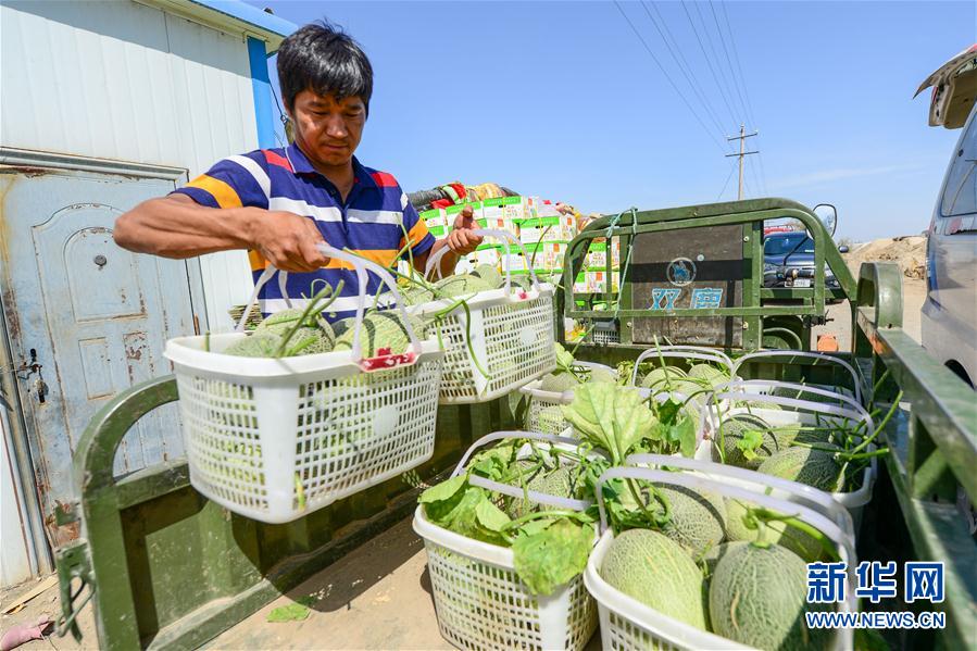 新疆吐魯番：瓜果熟了