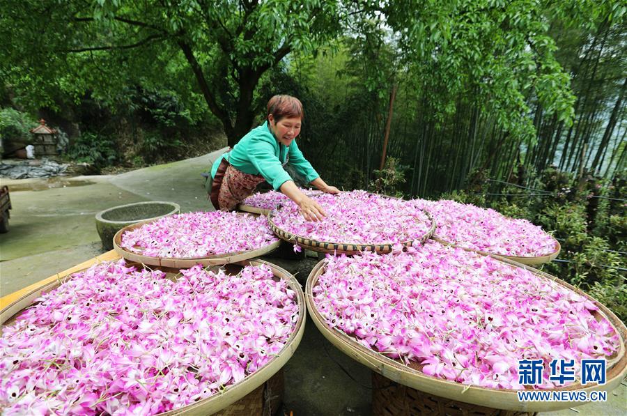 貴州赤水：石斛花開出“美麗經濟”