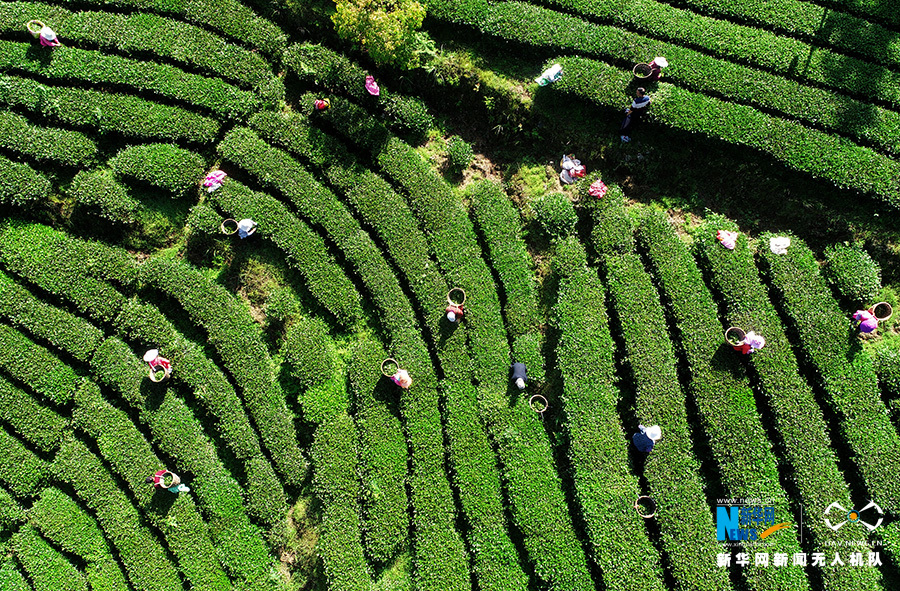 重慶：無人機航拍重慶酉陽3000余畝高山烏龍茶開採