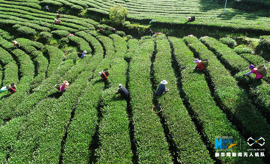 重慶：無人機航拍重慶酉陽3000余畝高山烏龍茶開採