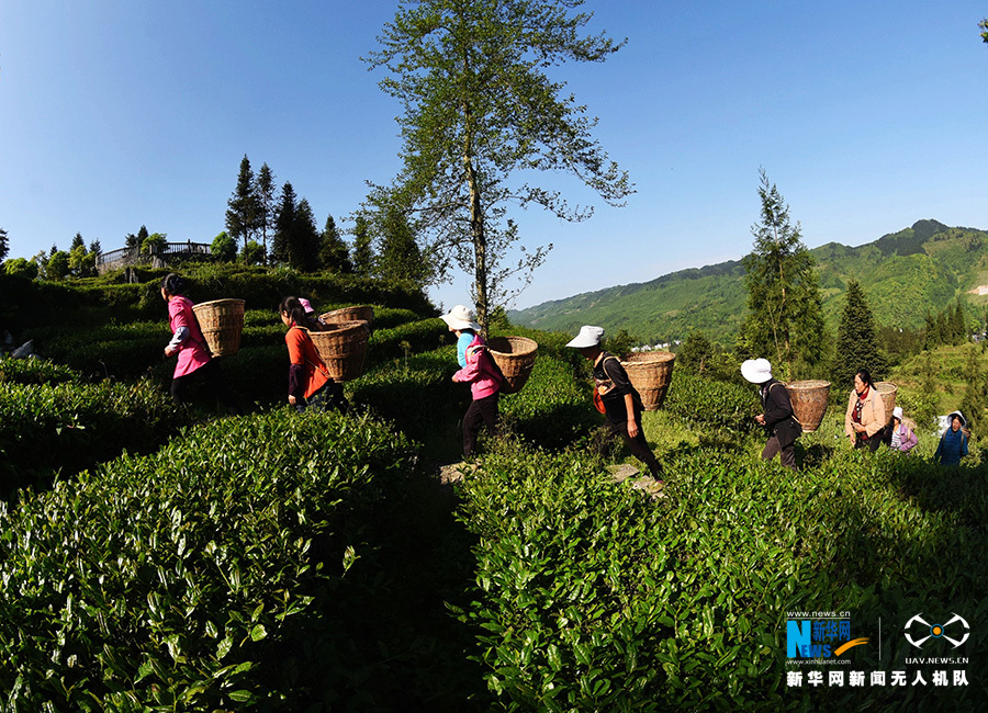 重慶：無人機航拍重慶酉陽3000余畝高山烏龍茶開採