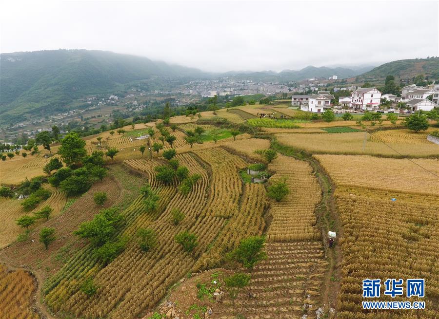 貴州大方：山區小麥獲豐收