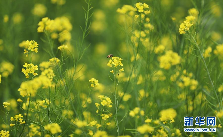 遼寧瀋陽：油菜花開美如畫