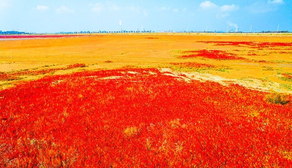 黃河入海口絕美秋色 獨特“紅毯”迎國慶