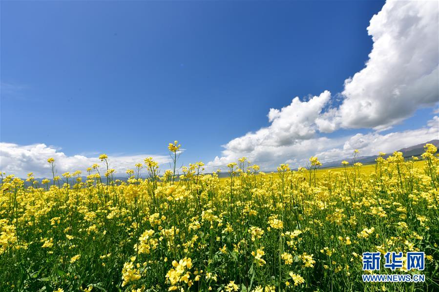 青海門源：油菜花開引客來