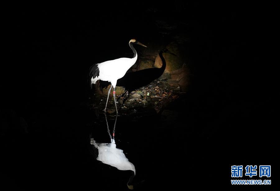 上海：動物園裏的“奇妙夜”